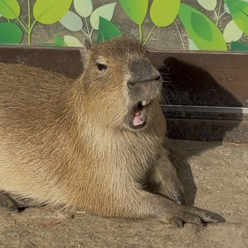 南阿蘇ふれあい動物園フェアリーテール | 熊本のカピバラ動物園